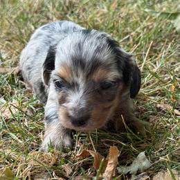 Poppy - Dapple female Dachshund puppy in Salem, Oregon from Longdox Mini Dachshunds