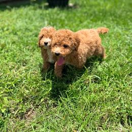 Chloe - Apricot female Goldendoodle puppy in Cocoa, Florida from The Beach Doodles