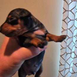 Black Boy - Black and rust male Miniature Pinscher puppy in Georgetown, Texas from Rehdiant Miniature Pinschers