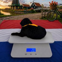 Netherlands - Black female Goldendoodle puppy in Houston, Texas from Were The Mack'Doodles