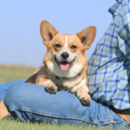 Bebop - Pembroke Welsh Corgi
