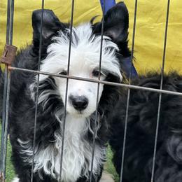 Chinese Crested Puppies from BryMar Chinese Cresteds
