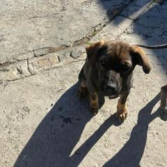 Girl 1 - Dark brown Xoloitzcuintli puppy in Los Angeles, California from Ruby's Pups