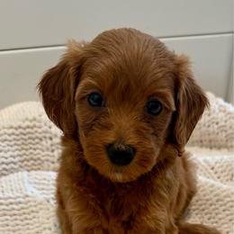 Girl 2 - Apricot female Goldendoodle puppy in Godley, Texas from Godley Designer Doodles