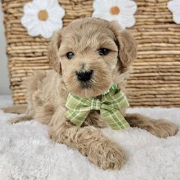 Eleanor - Apricot female Goldendoodle puppy in Temecula, California from Oodles O'Doodles