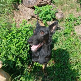 Gia - German Shepherd