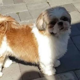 Shih Tzu Puppies from Jazzie Shih Tzu