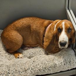 Betty - Basset Hound