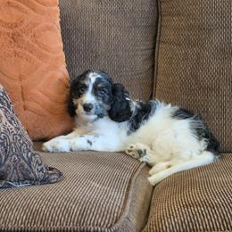 F1B Meet Nash :) - Black and white male Cavapoo puppy in Centerville, Iowa from Barnyard Dachshunds, Dals & Doodles