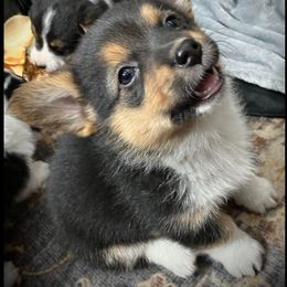 Sugar and Spice - Black and tan Pembroke Welsh Corgi puppy in Clarksdale, Missouri from Conley Pembroke Welsh Corgis