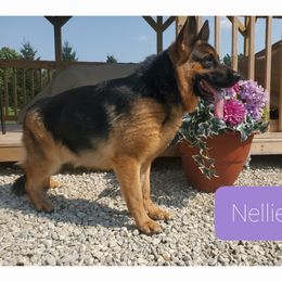 Nellie - German Shepherd