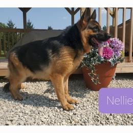 Nellie - German Shepherd