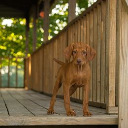 German Shorthaired Pointer and Vizsla Puppies from Nosam kennels