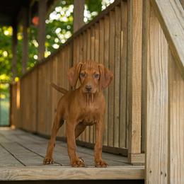 German Shorthaired Pointer and Vizsla Puppies from Nosam kennels