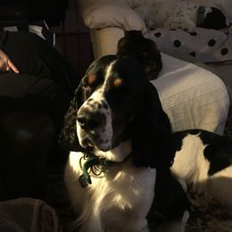 Noah  - English Springer Spaniel