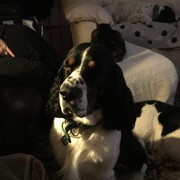 Noah  - English Springer Spaniel