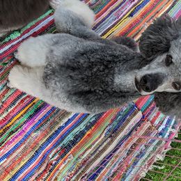 Kovu - Poodle