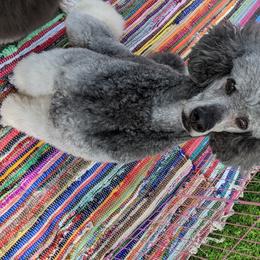 Kovu - Poodle