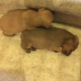 Miniature Pinscher Puppies from RisingStar Miniature Pinschers