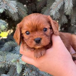 Ruby - Ruby female Cavalier King Charles Spaniel puppy in Caldwell, Idaho from Treasure Valley Poodles