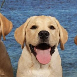 Labrador Retrievers from Potomac Creek Labradors
