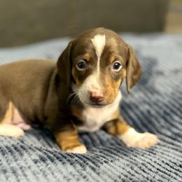 Hansel - Piebald male Dachshund puppy in Queen Creek, Arizona from Jolly Rogers Dachshunds