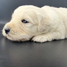 Hazel - Light golden female Golden Retriever puppy in Marshfield, Missouri from Charm Puppies