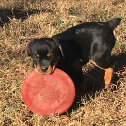 Rottweiler Puppies from Sweetgum Farm