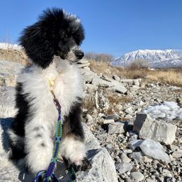 Poodle Puppies from First Class Poodles