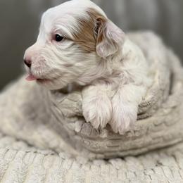 Girl 2 - Parti female Goldendoodle puppy in Sacramento, California from Goldendoodlesca