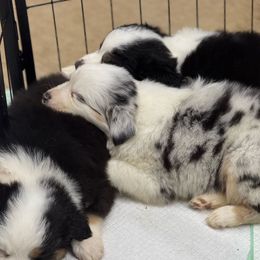 F3 - Blue merle female Australian Shepherd puppy in Arrington, Tennessee from Tumblin T Aussies and Aussiedoodles