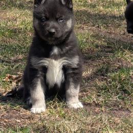 Brute - Black tan and white male Siberian Husky puppy in Wisconsin from Liberty Siberians