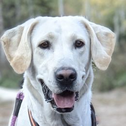 Zoe - Labrador Retriever
