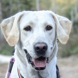 Zoe - Labrador Retriever