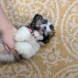 Shih Tzu Puppies from Tiny Bubbles Shih Tzus