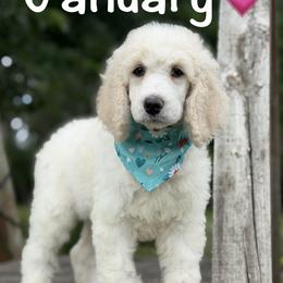 January - Parti female Poodle puppy in Lancaster, Minnesota from Richardville Hunde