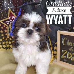Wyatt - Gold and white male Shih Tzu puppy in Peoria, Arizona from Loyal Shih Tzu