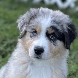 Boy 5 - Black Australian Shepherd puppy in Jonesborough, Tennessee from Lotus Australian Shepherds