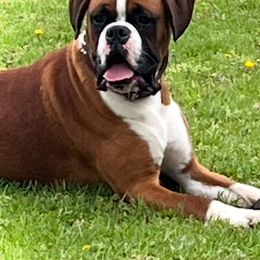 Cassius - Boxer