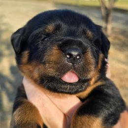 I don't name them - Black and mahogany male Rottweiler puppy in Oklahoma City, Oklahoma from Von Edlenhaus Rottweilers