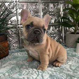 Lilac fawn girl - Fawn female French Bulldog puppy in Shelby Township, Michigan from Duvalls frenchies