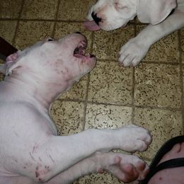 Dogo Argentino Puppies from K&B Southern Oregon Argentino Dogos