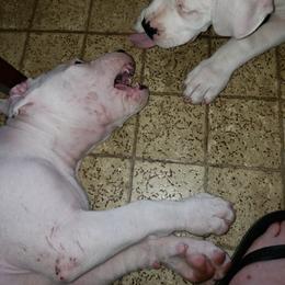 Dogo Argentino Puppies from K&B Southern Oregon Argentino Dogos