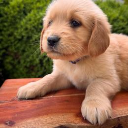 Golden Retriever Puppies from Everlong Equine and Canine
