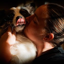 Australian Shepherds from Sheigh Cox