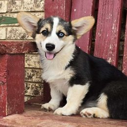 Sloane - Black and tan female Pembroke Welsh Corgi puppy in Anton, Texas from X Bar's Lil Legs of Texas