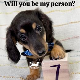 Dallas AKC: Black and Tan, Long Hair - Black and tan male Dachshund puppy in South Easton, Massachusetts from Depot Dachsies