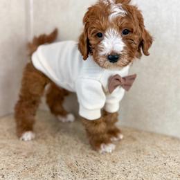 Bashful - Parti male Goldendoodle puppy in Warsaw, Ohio from Lovabledoodles