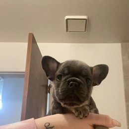 French Bulldog Puppies from Jesikah408