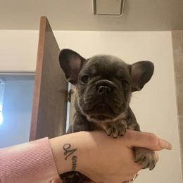 French Bulldog Puppies from Jesikah408